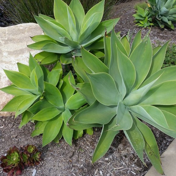 Meet your Posher, Posh - Picture 7 of 10